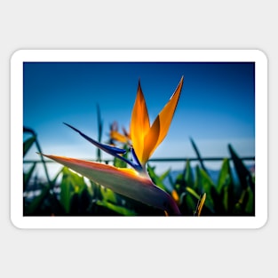 Bird of Paradise Flower 2 Sticker